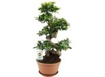 Fico Cinese - Ficus Ginseng - Pianta D'appartamento Ø27Cm - Altezza Circa 70Cm - Ficus Bonsai Di Facile Cura Con Radici Decorative - Ideale Per Soggiorno E Ufficio