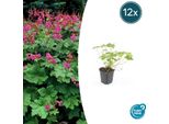 Geranium Macrorrhizum 'Czakor' - ↕10-25Cm - Ø9Cm - 12 Piante - Robusta Pianta Tappezzante Con Fiori Rosa Intenso - Per Aiuole E Zone D'ombra - Resistente E Facile Da Curare