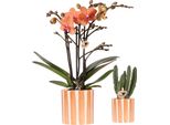 Set Di Piante Phalaenopsis Arancione E Succulente - Con Vasi Ornamentali In Ceramica - Set Decorativo Da Interno Per Casa E Ufficio