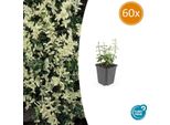 Euonymus Fortunei 'Harlequin' - ↕10-25 Cm - Ø9 Cm - 60 Piante - Tappeto Erboso Variegato - Resistente E Facile Da Curare - Sole & Ombra