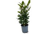 Alloro Laurus Nobilis - Pianta Da Appartamento - Ø14Cm - Altezza Circa 35Cm - Pianta Spezia E Pianta Sempreverde In Vaso - Per Cucina, Balcone E Terrazza