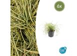 Carice Dorata Carex Oshimensis 'Evergold' - ↕10-25Cm - Ø9Cm - 6 Piante - Copertura Del Terreno - Sempreverde - Facile Da Curare - Adatto All'ombra