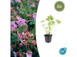 Geranium Macrorrhizum - 6 Piante - Tappeto Erboso - Resistente - Foglie Profumate - Ø9Cm ↕10-25Cm