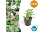 Geranio Di Cambridge – Geranium Cantabrigiense 'Biokovo' – Ø9 Cm – ↕10-25 Cm – 60 Piante – Tappezzante Di Facile Manutenzione, Fiori Bianco-Rosa, Resistente Al Freddo