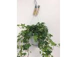 Hedera Helix Verde - Edera Comune - Pianta Da Appartamento In Vaso Sospeso - Ø17Cm - Pianta Sempreverde Ricadente E Rampicante Per Interni Ed Esterni