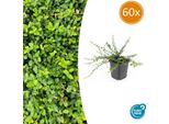 Euonymus Fortunei 'Minimus' - ↑10-25Cm - Ø9Cm - 60 Piante - Tappezzante Compatto, Resistente, Facile Da Curare, Fogliame Giallo-Verde