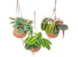 Kokodama Maranta Mix - 3 Piante - Piante Appese - Piante Da Appartamento - Ø15Cm - Altezza Circa 20Cm - Mix Tropicale In Cocodama Naturale