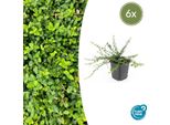 Euonymus Fortunei 'Minimus' - ↕10-25 Cm - Ø9 Cm - 6 Piante - Copertura Del Terreno - Resistente E Facile Da Curare - Colore Autunnale - Versatile