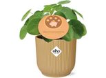 Albero Dei Soldi Cinese - Pilea Peperomioides - Pianta D'appartamento Di Facile Cura Con Foglie Rotonde Decorative - Ø12Cm + Vaso Vibes Fold 14Cm Giallo - Pianta Della Felicità Che Purifica L'aria Per Casa E Ufficio