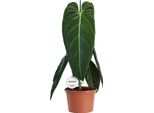 Philodendron Melanochrysum - Pianta Da Appartamento - Ø21Cm - ↕75Cm - Pianta Rampicante Esotica Con Foglie Vellutate - Facile Da Curare E Purificante Dell'aria - Per Il Soggiorno E L'ufficio