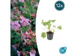 Geranio Dei Balcani - Geranium Macr. 'Ingwersen's Var - Ø9 Cm - ↕10-25 Cm - 12 Piante - Coprisuolo Di Facile Manutenzione, Fiori Rosa Pallido, Resistente