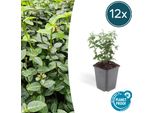 Fuso Strisciante Sempreverde - Euonymus Fortunei Radicans - ↕10-25 Cm - Ø9 Cm - 12 Piante - Copertura Del Terreno - Facile Da Curare E Resistente - Giardino, Aiuole E Recinzioni