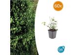 Euonymus Fortunei 'Coloratus' - ↕10-25 Cm - Ø9 Cm - 60 Piante - Copertura Del Terreno - Resistente E Facile Da Curare - Bacche Autunnali - Versatile