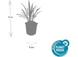 Liriope Muscari 'Ingwersen' - 48 Piante - Tappezzante Sempreverde - Ø9Cm - ↕10-25Cm - Pannocchie Di Fiori Viola - Per Il Sole E L'ombra - Resistente E Facile Da Curare