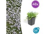 Isotoma Fluviatilis - Tappeto Di Stelle Blu - 48 Piante - Ø9Cm - ↕10-25Cm - Copertura Del Terreno Con Fioritura Da Giugno A Settembre - Per Sole E Ombra Parziale - Crescita Piatta E Facile Da Curare