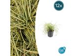 Carice Dorata Carex Oshimensis 'Evergold' - ↕10-25Cm - Ø9Cm - 12 Piante - Copertura Del Terreno - Sempreverde - Facile Da Curare - Adatto All'ombra