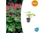 Cranesbill - Geranium Macrorrhizum 'Czakor' - Ø9Cm - 10-25 Cm - 60 Piante - Coprisuolo Aromatico Resistente E Di Facile Manutenzione