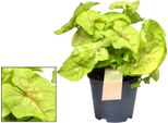 Syngonium Golden 'Feel Green' - Pianta Da Appartamento - Ø14Cm - ↕30Cm - Foglia A Freccia Con Fogliame Verde Oro - Facile Da Curare E Decorativa - Per Interni Luminosi