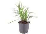 Liriope Muscari 'Monroe White' - 48 Piante - Perenne Sempreverde - 9Cm - ↕10-25Cm - Piante Tappezzanti A Fiore Bianco - Resistente E Facile Da Curare - Per Sole E Ombra