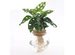 Monstera Adansonii A Foglia Di Finestra In Vaso Di Vetro - Pianta Da Appartamento - Ø12 Cm - 25 Cm Di Altezza - Idroponica In Vaso Decorativo - Facile Da Curare E Moderna