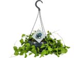Pianta Da Urna - Dischidia Imbricata - Pianta Da Appartamento - Ø14 Cm - ↕40 Cm - Facile Da Curare - Ombra Parziale - Foglie A Forma Di Cuore
