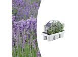 Lavanda Vera - Lavanda Angustifolia - 6 Piante - Ø7Cm, ↕15Cm - Profumata, Facile Da Curare E Resistente - Per Giardino, Balcone E Terrazza