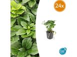 Pachysandra Terminalis - 24 Piante - ↕10-25Cm - Ø9Cm - Sempreverde - Copertura Del Terreno - Ombra - Cura Facile - Ysander Giapponese