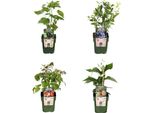 Piante Da Frutto Biologiche - 4 Piante - Lampone, Mirtillo, Kiwi, Mora - 13Cm - 20-25Cm - Autoimpollinazione E Facile Cura - Per Giardino, Balcone E Terrazza