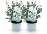 Albero Di Eucalipto Eucalyptus Gunnii - 2 Piante - Resistente - Vaso Ø14 Cm, Altezza Circa 30 Cm - Pianta Profumata Da Patio - Foglie Verde-Blu - Per Giardino, Balcone E Patio