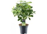 Schefflera Gold Capella - Pianta D'appartamento - Ø14Cm - ↕50Cm - Facile Da Curare E Decorativa - Aralia A Raggiera Purificatrice D'aria Con Foglie Variegate