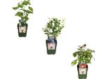 Piante Da Frutto Biologiche - 3 Piante - Lampone, Mirtillo, Mora - 13Cm - 20-25Cm - Sane E Deliziose - Per Giardino, Balcone E Terrazza