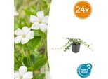 Vinca Minor 'Alba' - 24 Piante - ↕10-25Cm - Ø9Cm - Copertura Del Terreno - Fiori Bianchi - Sole E Ombra - Facile Da Curare E Robusta