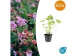 Geranio Dei Balcani - Geranium Macrorrhizum - Ø9Cm - 10-25 Cm - 60 Piante - Resistente, Facile Da Curare, Coprisuolo