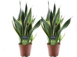 Sansevieria Futura Superba - 2 Piante Da Appartamento - Ø14Cm ↕45Cm - Canapa A Fiocco Con Bordo Giallo - Purificante Dell'aria E Facile Da Curare - Ideale Per Il Soggiorno E L'ufficio