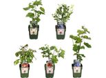 Piante Da Frutto Biologiche - 5 Piante - Lampone, Ribes, Mirtillo, Uva, Mora - 13Cm - 25Cm - Sane E Deliziose - Per Giardino, Balcone E Terrazza