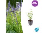 Agastache 'Black Adder' - 48 Piante - ↕10-25Cm - Ø9Cm - Perenne - Fiori Viola Scuro - Soleggiata - Amante Delle Api E Facile Da Curare