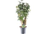 Polyscias Fabian - Aralia Pennata - Pianta D'appartamento - Ø17Cm - 60Cm Di Altezza - Purificante Dell'aria - Facile Da Curare E Decorativa