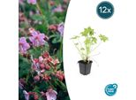 Geranium Macrorrhizum - Ø9Cm - 10-25 Cm - 12 Piante - Coprisuolo Resistente E A Bassa Manutenzione
