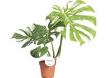 Foglia Di Finestra - Monstera Thai Constellation - Pianta D'appartamento - Ø15Cm - ↕40-50Cm - Rara Variegatura E Forma Decorativa Delle Foglie - Facile Da Curare E Purificante Dell'aria