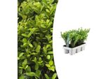 Ilex Crenata 'Jenny' - Agrifoglio - Ø7Cm - ↕15Cm - 6 Piante - Sempreverde, Facile Da Curare E Resistente - Alternativa Al Bosso