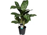 Aglaonema Greenlight - Filo Di Pannocchie - Pianta D'appartamento - Ø17Cm - Altezza Circa 60Cm - Facile Da Curare E Purificante Dell'aria - Per Soggiorno, Ufficio E Camera Da Letto