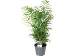 Chamaedorea Elegans - Pianta D'appartamento - Ø14Cm - Altezza 55Cm - Purificante Dell'aria - Facile Da Curare E Decorare