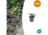 Ajuga Reptans 'Catlin's Giant' - 24 Piante - ↕10-25Cm - Ø9Cm - Copertura Del Terreno - Fiori Blu - Resistente E Facile Da Curare - Per L'ombra E L'ombra Parziale