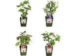 Set Di Piante Da Frutto Biologiche - Lampone, Ribes, Mirtillo, Mora - 4 Varietà - Pacchetto Paradiso Della Frutta Biologica - Facile Da Curare E Ricco Di Frutti