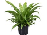 Felce Nidiacea - Asplenium Antiquum - Pianta D'appartamento - Ø23 Cm - ↕60 Cm - Facile Da Curare - Purificante Dell'aria - Ombra Parziale