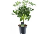 Schefflera Compacta 'Nora' - Pianta D'appartamento - Ø14Cm - ↕50Cm - Aralia Radiosa Con Portamento Compatto - Facile Da Curare E Purificante Dell'aria - Per Uso Interno