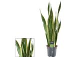 Sansevieria Laurentii Xl - Canapa A Fiocco - Ø17Cm - Altezza Circa 70Cm - Pianta D'appartamento Di Facile Manutenzione - Purificante Dell'aria - Per Soggiorno, Ufficio E Camera Da Letto