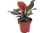 Philodendron Imperial Red - Ø12Cm - ↕25Cm - Pianta Tropicale Da Appartamento - Purificante Dell'aria E Decorativa - Facile Da Curare