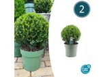Ilex Crenata 'Jenny' - Palline Di Agrifoglio - Ø25Cm - 2 Piante - Alternativa Al Bosso - Piante Da Giardino Resistenti E Di Facile Cura
