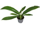 Philodendron Campii - Pianta Da Appartamento - Ø14Cm - ↕40Cm - Pianta Esotica A Fogliame Ornamentale Con Crescita Slanciata - Facile Da Curare E Purificante Dell'aria - Per Casa E Ufficio
